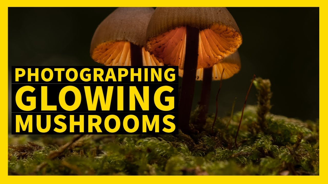 Tutorial: Mushroom Light Painting Photography — Using Lightroom and  Photoshop., by Rudolfo Dalamicio