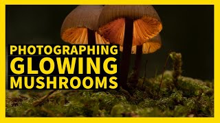 Photographing mushrooms and making them glow using this simple technique,