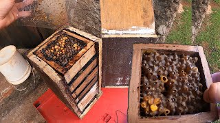 Essa é a melhor caixa para produção de mel que tenho, abelha jataí
