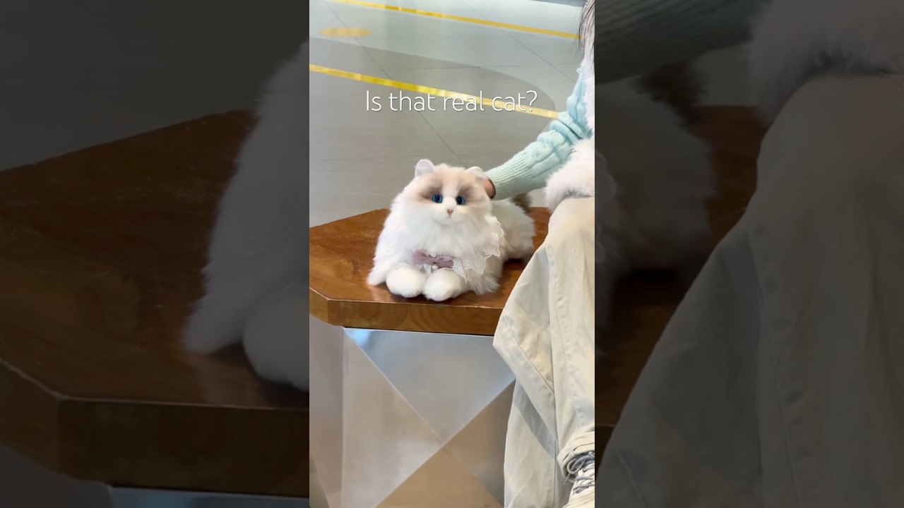 Это робот-кот Чонгкера 