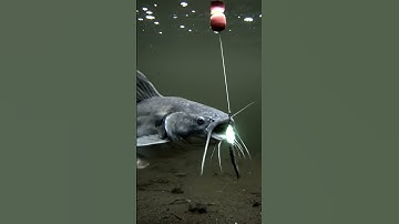 🎣 CRAZY FISH BITE! 🤯 You WON