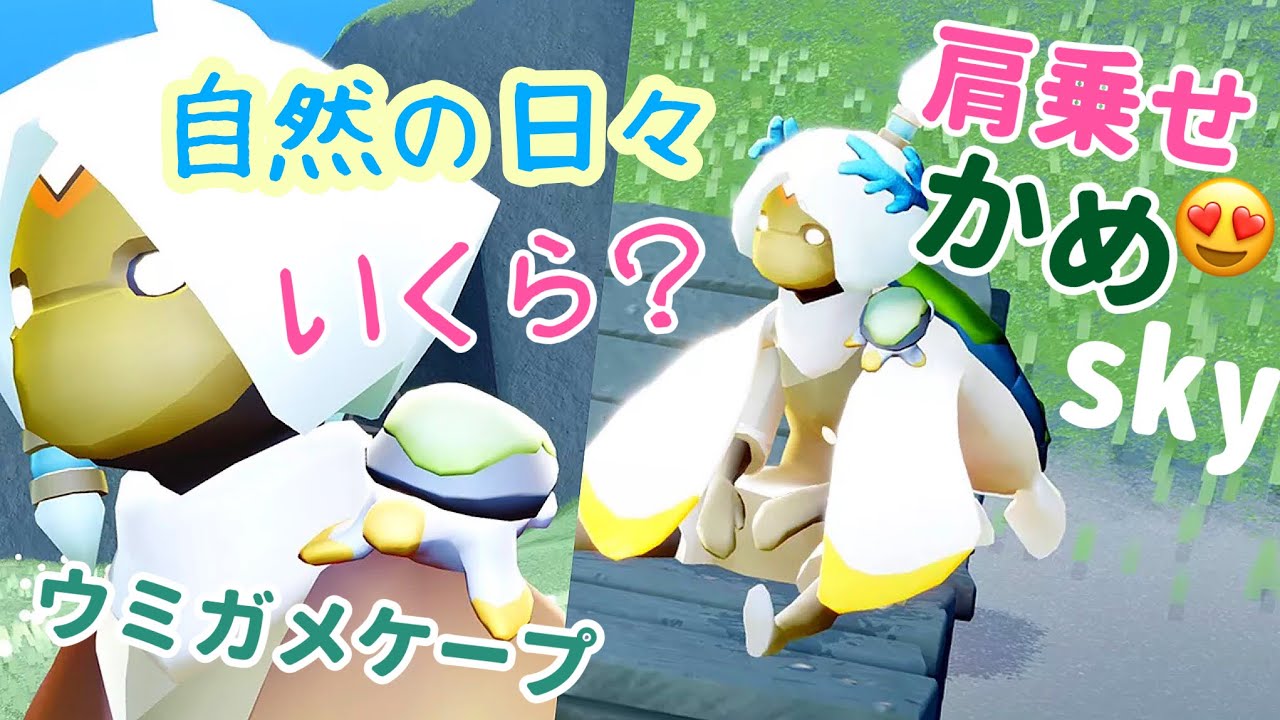 Sky 星を紡ぐ子どもたち)383 自然の日々の最新情報きた！かめが肩に