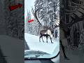 Unbelievable Sounds in Nature 😮#wildanimals #animalsounds #nature #shorts