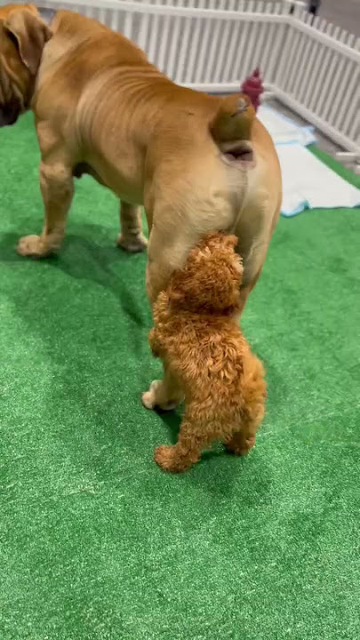 Mini Golden Doodle Puppy  Humps Boerboel Non stop😯😳🤯‼️
