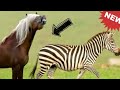 Zebra Cross With Horse Zebra Cross With Horse