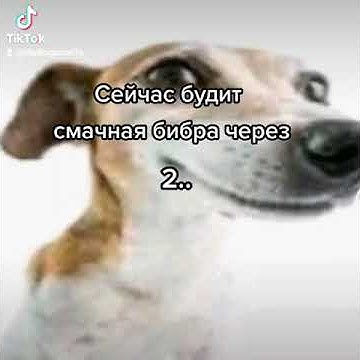 Funny animals / magic memes - YouTube