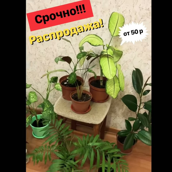 Распродажа комнатных растений - YouTube