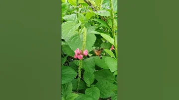 Hummingbird hawk moth music credit- https://youtu.be/SDXHcR5AL6E?si=RjPoiw9DKl5xSgI1