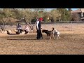 Training 8 month old puppy in the middle of a dog park.