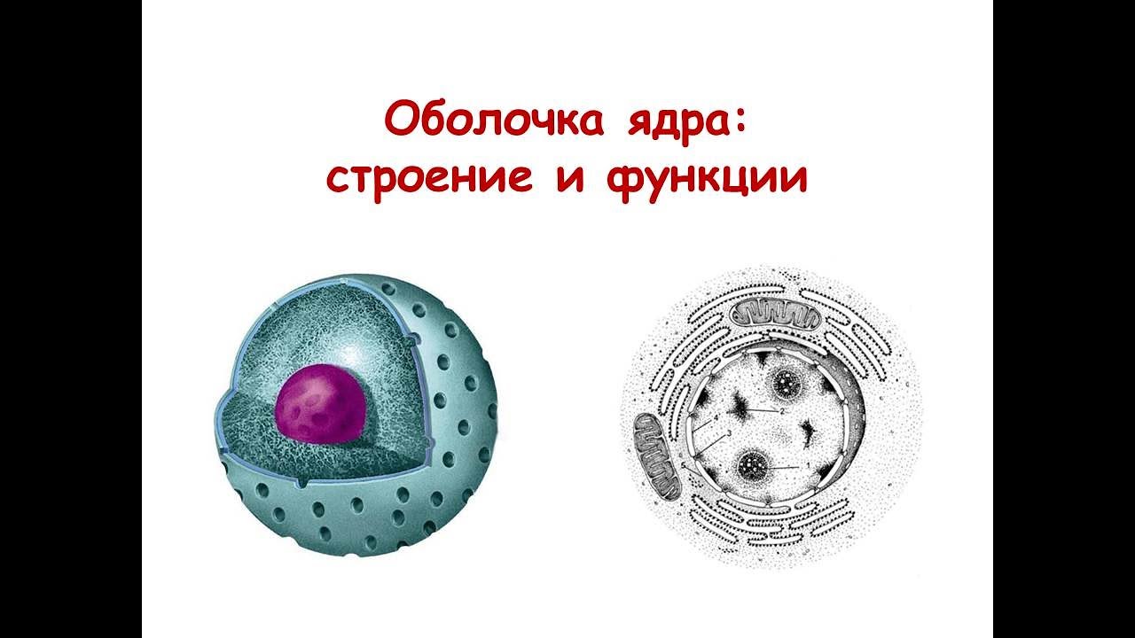 Как называется отверстие в оболочке ядра клетки. Строение ядра. Ядерная оболочка строение и функции. Строение ядерной оболочки. Функции оболочки ядра.