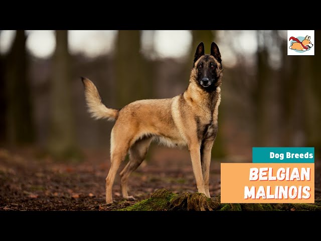 Your Complete Guide to Belgian Malinois