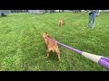 Sorbet Habibi Leash Test Sorbet Habibi Leash Test