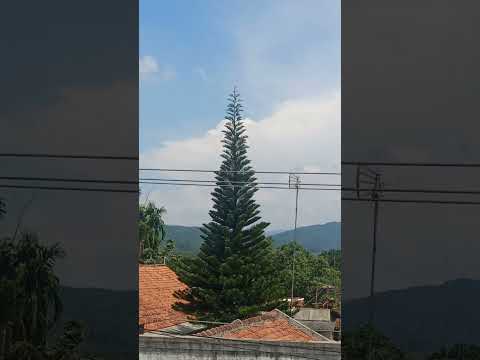 Video: Seberapa tinggi pohon cemara hitam tumbuh?