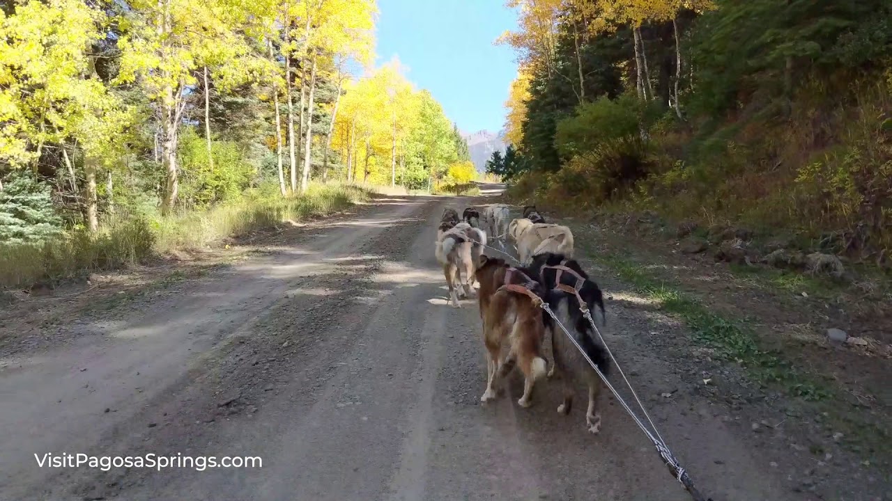 mountain paws dog sled tours