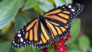 Яркие бабочки монарх украсили заповедник в Мексике  (новости)