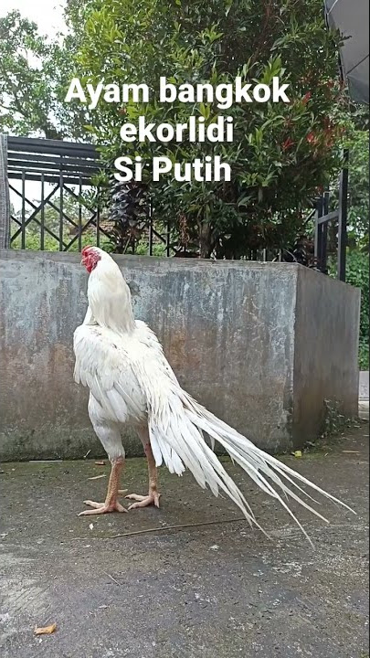 Ayam Bangkok putih ekorlidi warna cantik mewah
