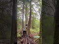 Dead Cedar #treework #treefelling #timber #Cedar #stihl #chainsaw