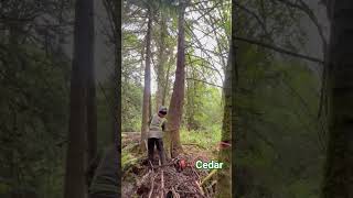 Dead Cedar #treework #treefelling #timber #Cedar #stihl #chainsaw