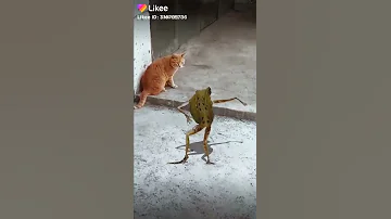 Santali Cartoon Song 