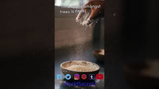 Dreams Can Come True Remix, Dreams Can Come True,