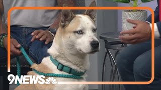 Petline9: HuskyBasenji mix needs new home