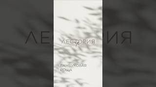 Бамбуковая роща в ЖК «Лестория» (Сочи)
