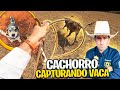 EU E MEU CACHORRO CAPTURANDO A VACA BICHADA !