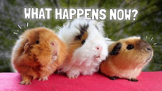 After Losing a Guinea Pig...