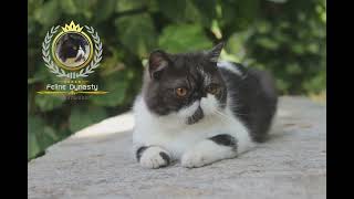 Exotic Shorthair Quality Male Cat   || ESH Exotic Shorthair Breed Cat in Black White Bicolor by Feline Dynasty 268 views 2 years ago 1 minute, 11 seconds