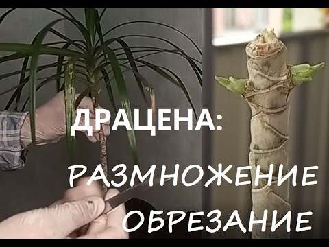 Размножение драцены. Обрезка.