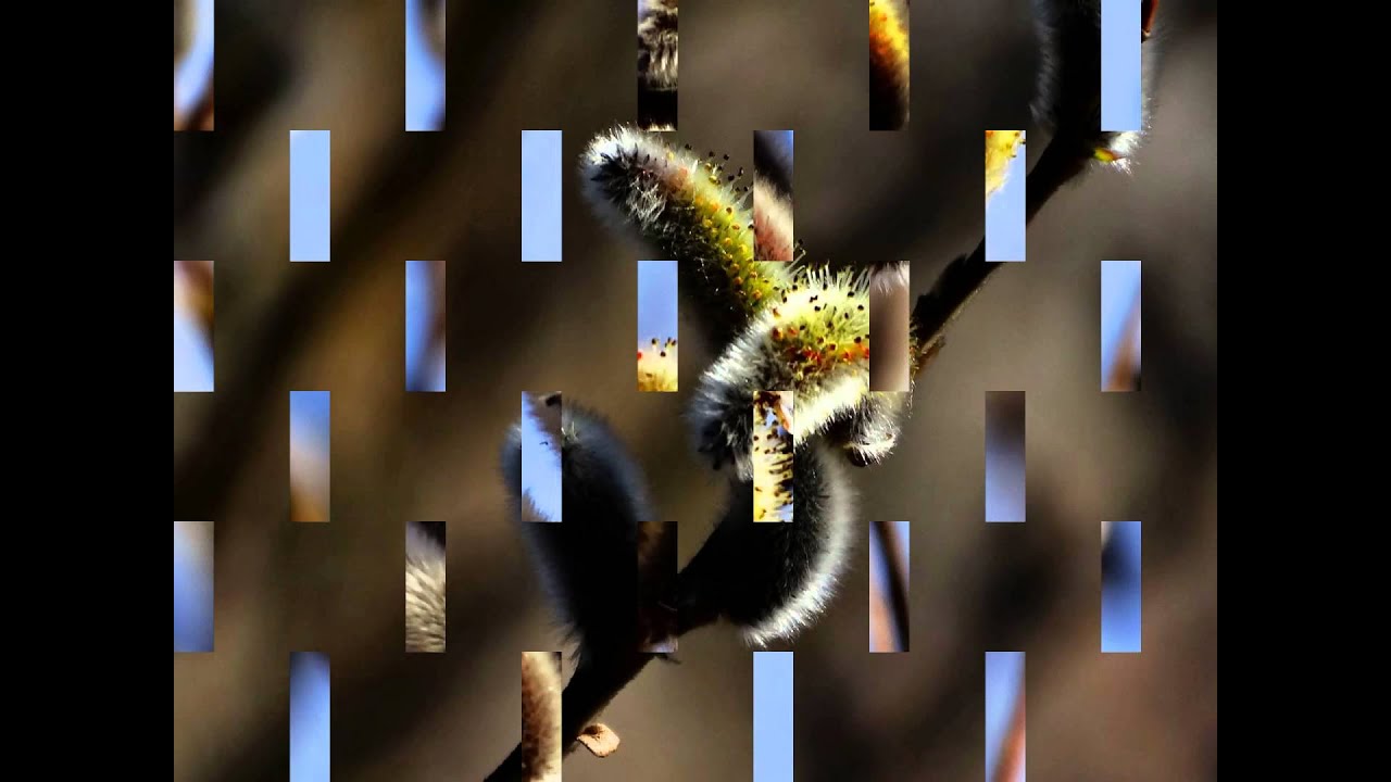 갯버들 (wild rye)