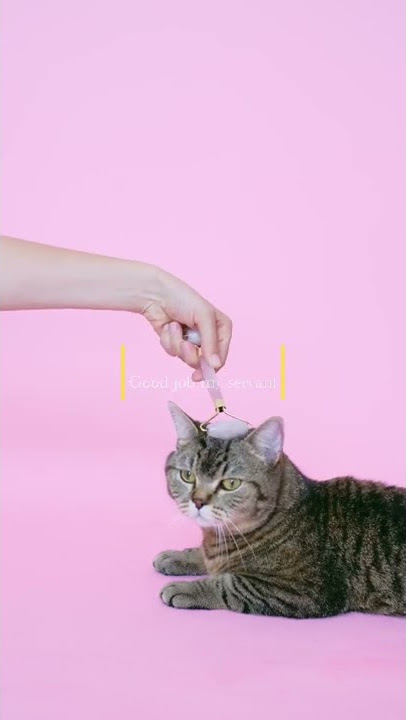 Cat enjoying massage #shorts