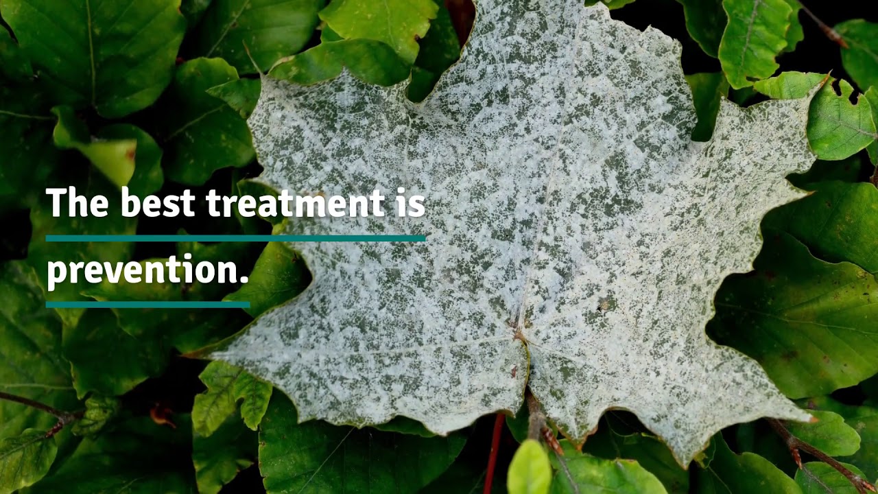 The Prevention and Treatment for Snow Mold YouTube