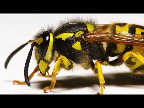 A WASP in 4K Ultra Macro