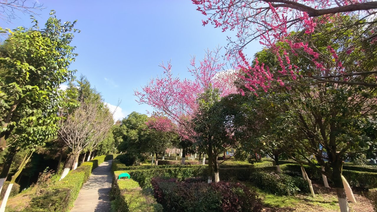 神農之旅帶旅遊 #26年3月2日四川茂縣公園隨拍