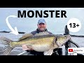 13 KG  zander!!!     Pelagic fishing in spring    (Finland part 2)