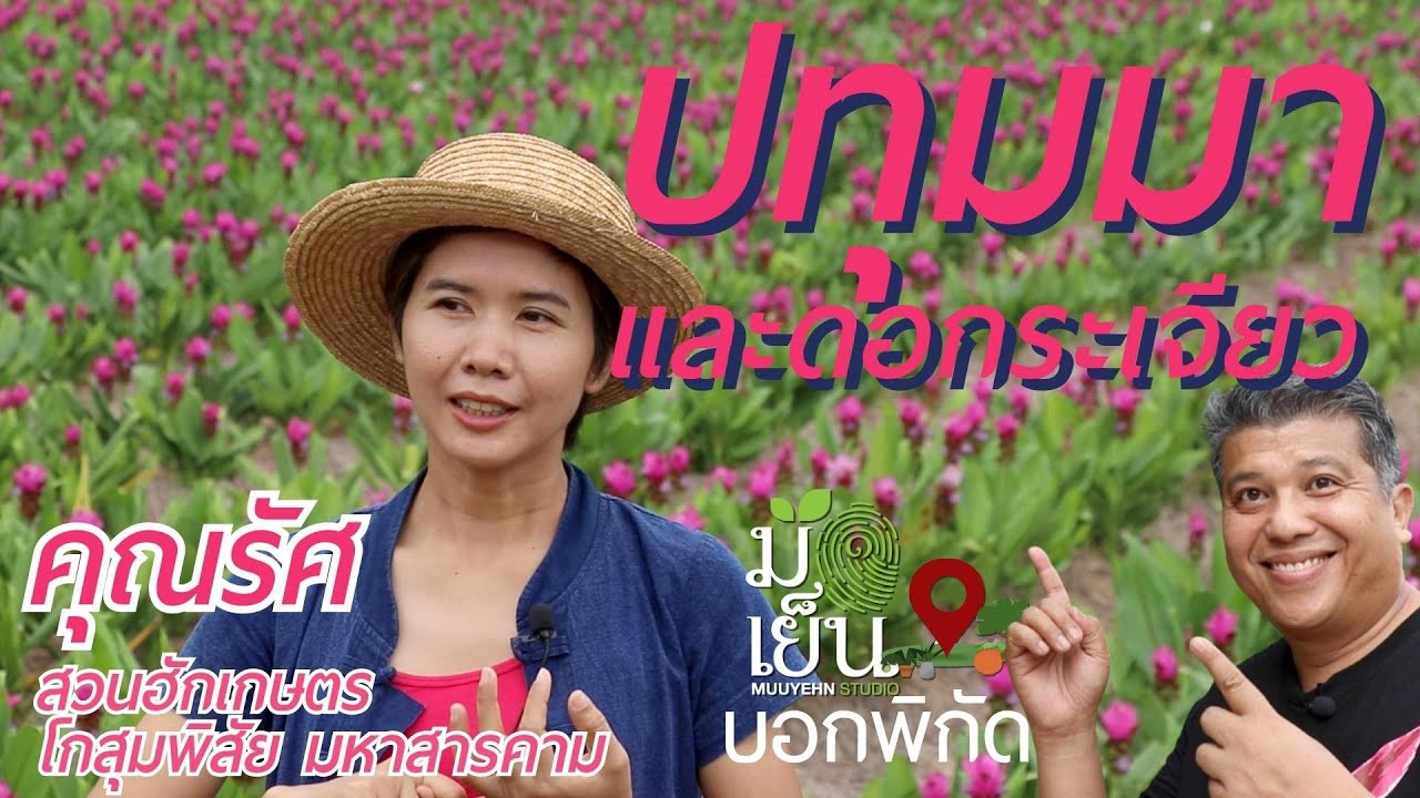 ปทุมมาและดอกกระเจียว ปลูกง่ายได้เห็นดอกงาม เคล็ดไม่ลับ จากคุณรัศ สวนฮักเกษตร โกสุมพิสัย มหาสารคาม