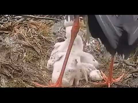 Video: Black storks are secretive and very cautious birds