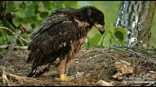 Decorah Hatchery Eagles DH2 Self feeding on fish 05 21 2023