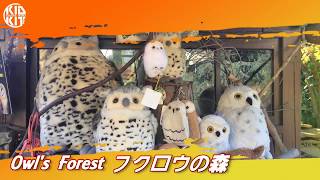 Yufuin Owl's Forest | 由布院貓頭鷹の森| 湯布院フクロウの森 ...