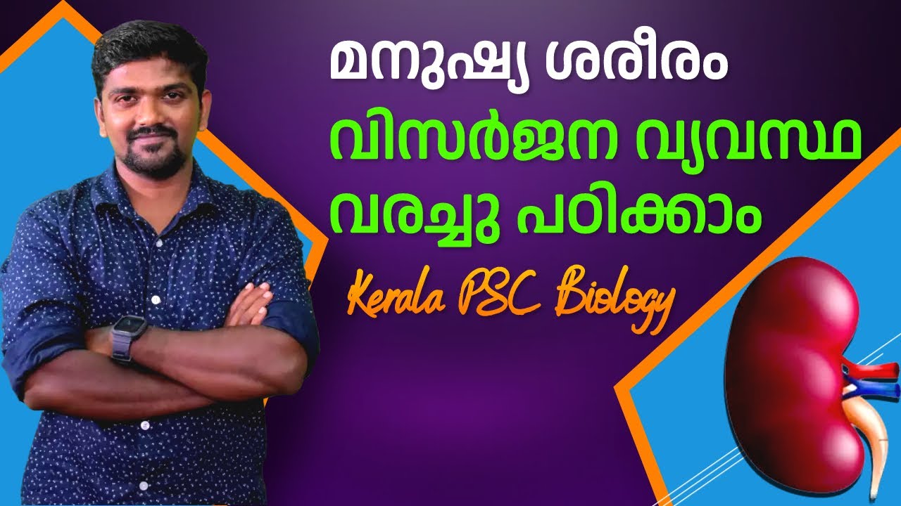 visarjaka vyavastha psc വിസർജന വ്യവസ്ഥ വൃക്ക കരൾ ത്വക്ക് ശ്വാസകോശം excretory system BIOLOGY