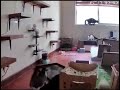 Chaos visualized in mere seconds demonstrated by a room full of cats and several props