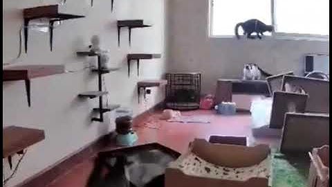 Chaos visualized in mere seconds, demonstrated by a room full of cats and several props