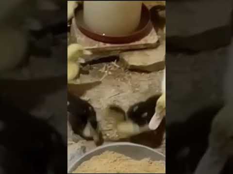 تربية البط المسكوفي والبلدي ومكونين بيزودوا الوزن بسرعة