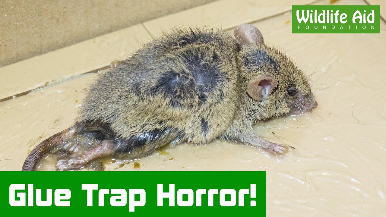 The Problem witj Mouse Traps is That They Work, It look lik…