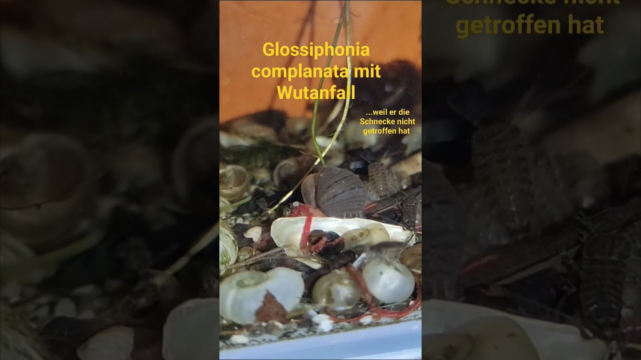Glossiphonia complanata mit Wutanfall