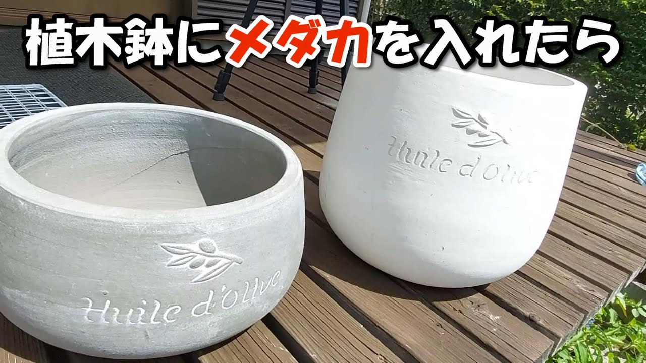 植木鉢をビオトープにしたら、こんな感じになりました - YouTube