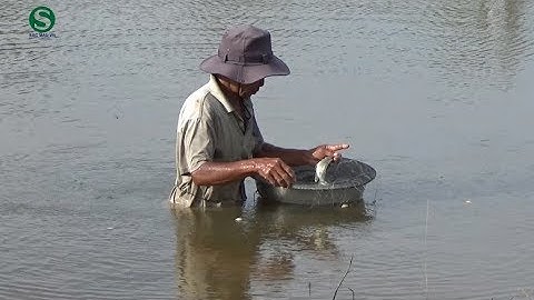 Giăng lưới bắt cá của lão nông thấy mà ham | Fishing | Sắc Màu VN