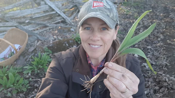 Wild Leeks (Ramps): How to Identify and Forage Sustainably & Responsibly this Spring! - DayDayNews