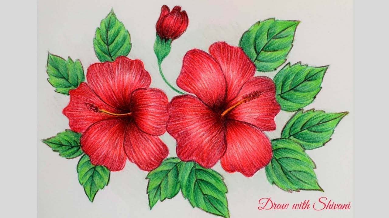 Hibiscus Sketching using Pencil Colors/ How to draw Hibiscus ...